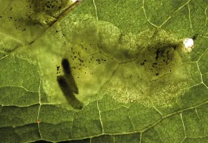 Insekten Drucke: Blattminierer im Hafenblatt