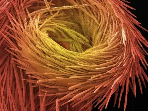 Insekten Drucke: Sprungtier Schwanz, SEM