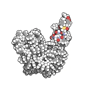 Drucke von Die Insulina-Kette. Computermodell einer Kettchen der menschlichen Insulin, die auf einem gekreuzten Polystyrol-Solidstützen synthetisiert wurde Bilder Datiert 2012 November: Insulinsäurekettmoleküle