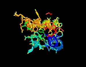 Pancreas Hormone Production Drucke: Insulin hormone, molecular model
