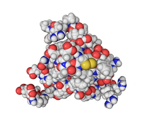 Drucke von Insulin-like Wachstumsfaktor 2-Molekül. Computermodell zeigend die Struktur eines Moleküls der Hormone insulin-like Wachstumsfaktor 2 (IGF-2) Bilder Datiert 2009 Oktober: Wachstumsfaktor ähnlich insulinartig 2 Molekül