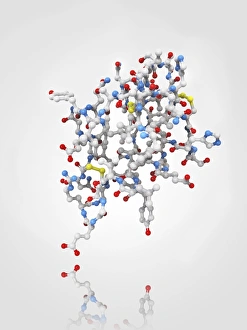 Pancreas Hormone Production Drucke: Insulin molecule C014 / 2120