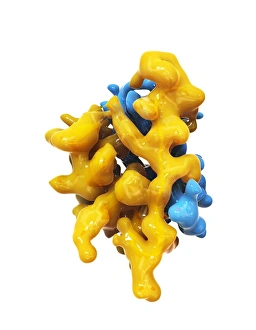 Blood Sugar Regulation Drucke: Insulin molecule C014 / 2122
