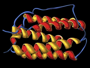 Molecular Biology Models Drucke: Interferon, molecular model