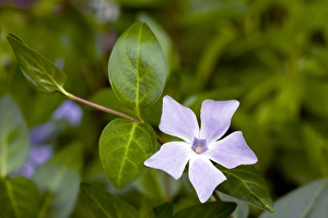 Blue Flowering Plants Europe Drucke: Intermediate periwinkle (Vinca difformis)