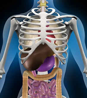 Human Digestive System Organs Drucke: Internal anatomy