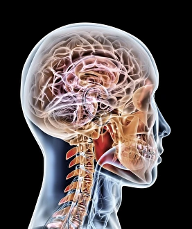 Conscious Thought Process Drucke: Internal brain anatomy, artwork