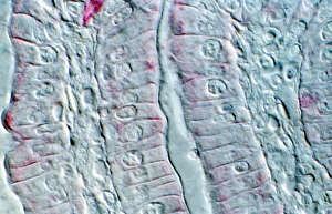 Light Micrograph Drucke: Intestinal cells, light micrograph