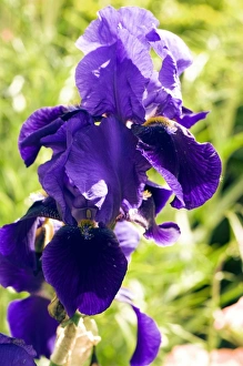 Exotic Garden Flowers Drucke: Iris Archevogue