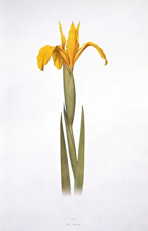 Botany Library Images Drucke: Iris aurea (1913) C016 / 5482