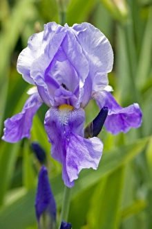 Flower Photography Drucke: Iris Blue Rhythm