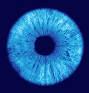 Drucke von Iris. Computergenhannte Abbildung des blauen/braunen Irises eines menschlichen Auges Bilder Datiert 2004 Juli: Die Iris des Auges