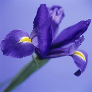 Bearded Iris Drucke: Iris flower (Iris sp. )