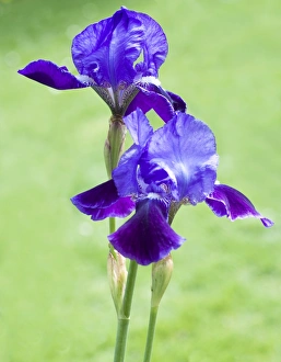 Flower Photography Drucke: Iris flowers