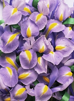 Bearded Iris Drucke: Iris flowers (Iris sp. )