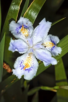Blue Irises Drucke: Iris (Iris japonica)