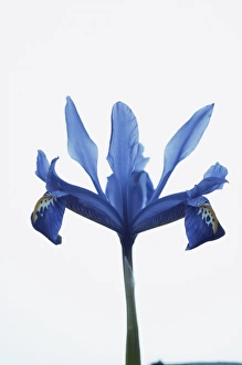 Iridaceae Family Drucke: Iris (Iris reticulata)