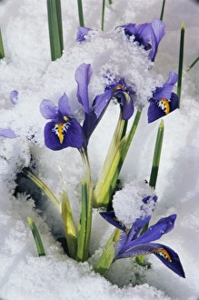 Reticulated Iris Drucke: Iris (Iris reticulata Joyce )