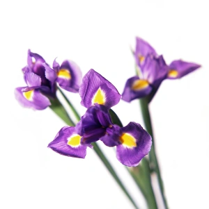 Bearded Iris Drucke: Iris (Iris sp. )