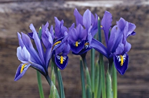Drucke von Iris ( Iris reticulata von Joyce) Blüten Bilder Datiert 2005 Juni: Iris, die Blumen von Joyce
