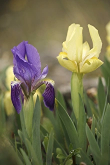 Iris Lutescens Drucke: Iris lutescens