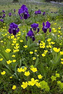 Buttercups In Bloom Drucke: Iris lutescens and Ranunculus