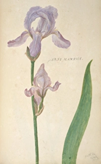 Natural History Museum Exhibits Drucke: Iris maxima, artwork C016 / 5559