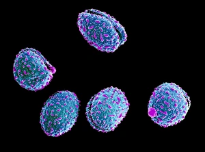 Pollen Grain Morphology Drucke: Iris pollen grains, SEM C018 / 0428