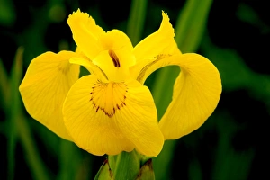 Aquatic Plant Pictures Drucke: Iris pseudacorus C016 / 7710