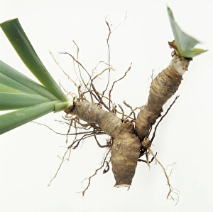 Perennial Plant Growth Drucke: Iris rhizomes