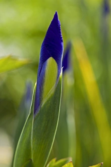 Iris Flower Close Up Drucke: Iris sp. in bud C013 / 5484