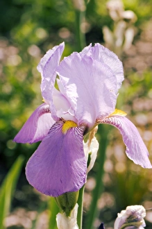 Flower Photography Drucke: Iris Susan Bliss