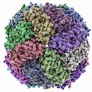 Drucke von Eisenhaltiges Protein. Molekülmodell zeigend die Struktur eines bakteriellen Homologs des tierischen Eisenhalteproteins Ferritin Bilder Datiert 2012 September: Eisenhaltiges Proteinmolekül