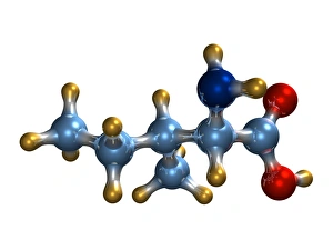 Amino Acid Structure Drucke: Isoleucine, molecular model