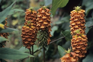 Madeira Island Flora Drucke: Isoplexis sceptrum