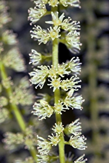 Summer Flowering Shrubs Drucke: Itea sp