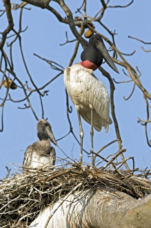Jabiru Mycteria Habitat Drucke: Jabiru storks nesting
