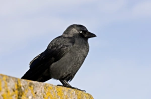 Wildlife In Devon Drucke: Jackdaw C016 / 3600