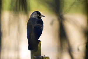 UK Wildlife Photos Drucke: Jackdaw on a fence post