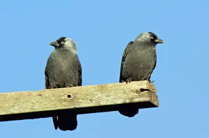 Perched Birds In Trees Drucke: Two Jackdaws