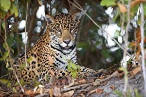Big Cat Species Drucke: Jaguar in the undergrowth