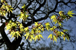Westonbirt Arboretum Drucke: Japanese maple tree
