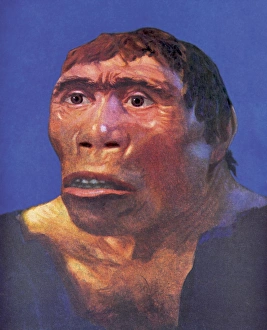 Drucke von Rekonstruktion des Java-Manns: Rekonstruktionskopf von Java Man (Pithecanthropus erectus), später als Homo erectus bezeichnet Eugene Dubois Drucke: Rekonstruktion von Java-Mann