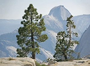 California Trees Drucke: Jeffrey pine and whitebark pine trees
