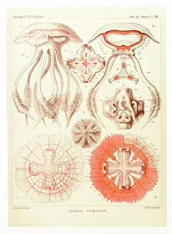 Bilder Datiert 11. Dezember 2008: Gelatinefische, Kunstwerk