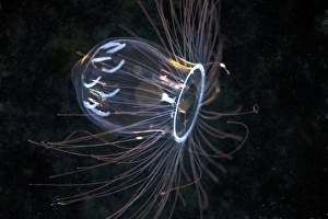 Marine Life Drucke: Jellyfish