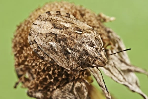 Invertebrate Biology Drucke: Jewel bug
