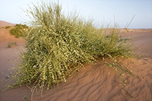 Moroccan Desert Landscape Drucke: Joint-pine (Ephedra major)
