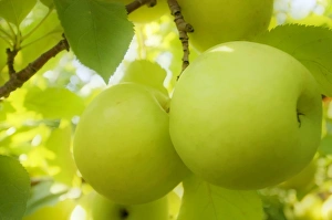 Malus Domestica Drucke: Jonagold apples