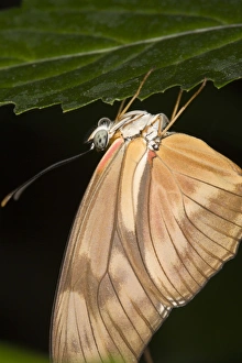 South American Butterflies Drucke: Julia butterfly